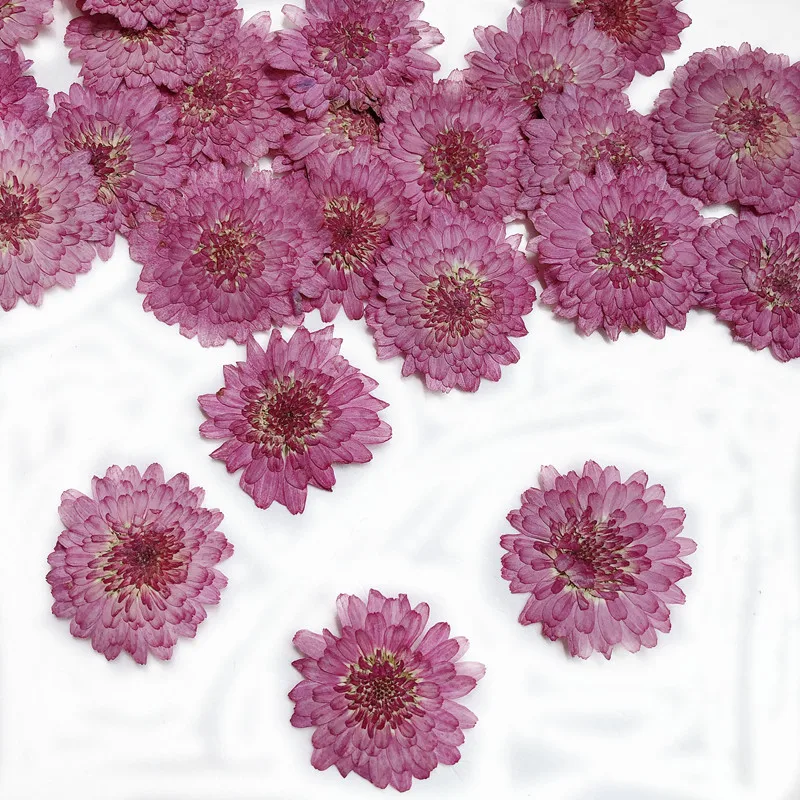 Art Craft 2 Year Olds - Nature Pressed Flowers Real Dried Chrysanthemum,DIY