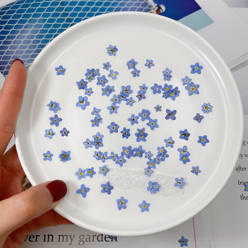 Art Craft 2 Year Olds - 100pcs/0.5-1cm,Pressed mini forget-me-not flowers petals,Nature Real