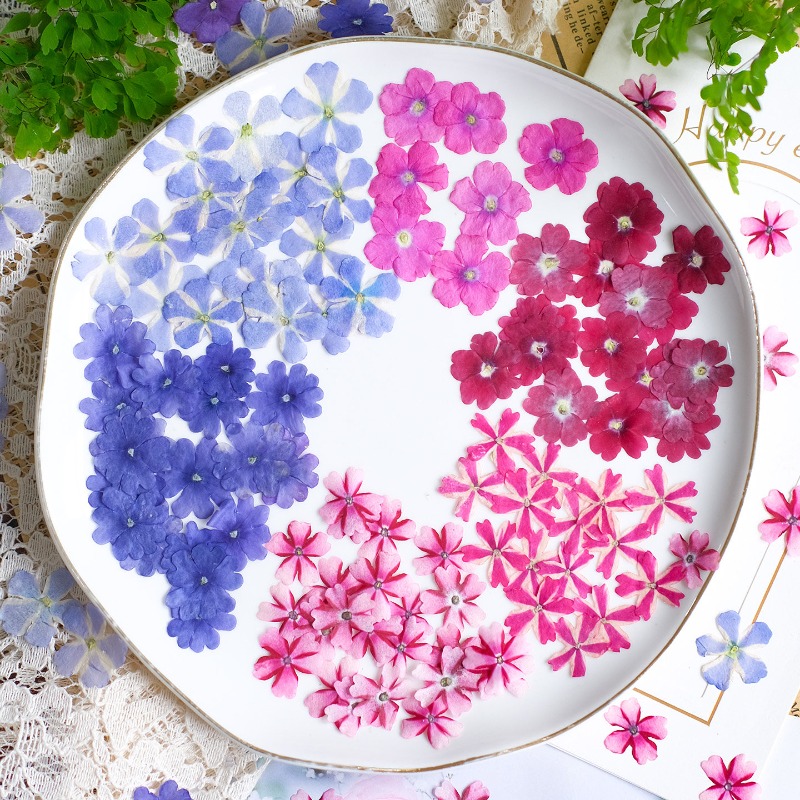 50pcs/1.5-2cm,Pressed Dried Ve - огляд і ціна Art Craft 2 Year Olds