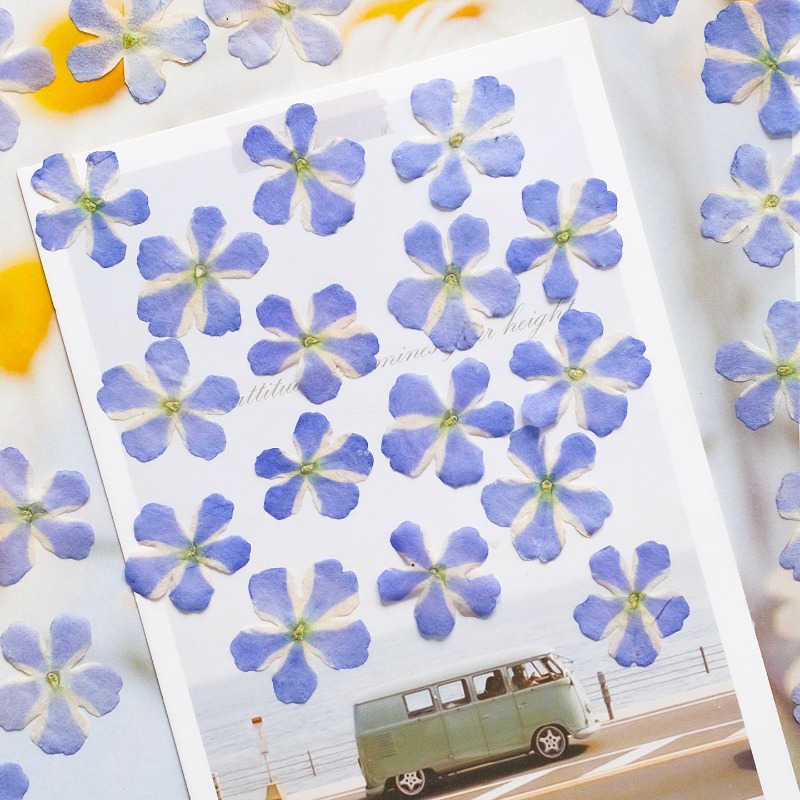 50pcs/1.5-2cm,Pressed Dried Ve - огляд і ціна Art Craft 2 Year Olds