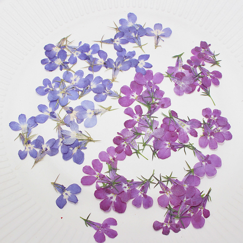 60pcs Pressed Dried Lobelia Er - огляд і ціна Art Craft 2 Year Olds
