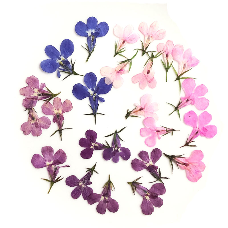 60pcs Pressed Dried Lobelia Er - огляд і ціна Art Craft 2 Year Olds