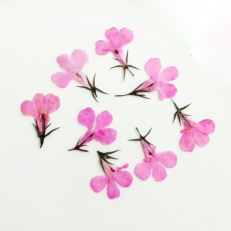 60pcs Pressed Dried Lobelia Er - огляд і ціна Art Craft 2 Year Olds