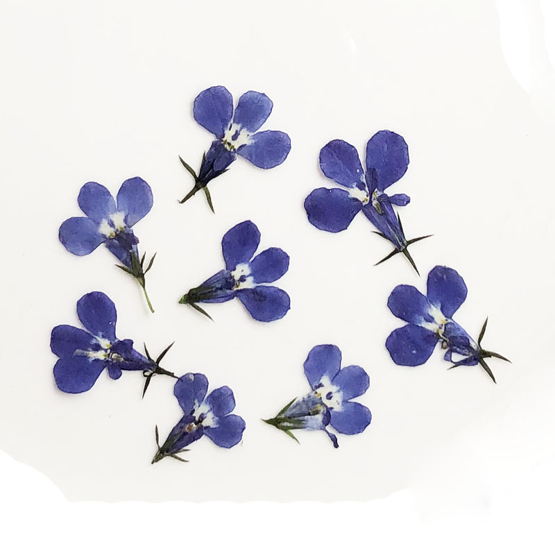 60pcs Pressed Dried Lobelia Er - огляд і ціна Art Craft 2 Year Olds