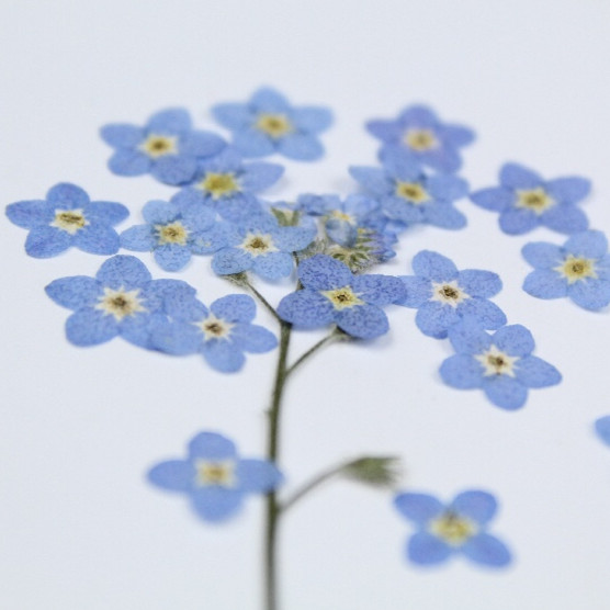 100pcs/0.5-1cm,Pressed mini fo - огляд і ціна Art Craft 2 Year Olds