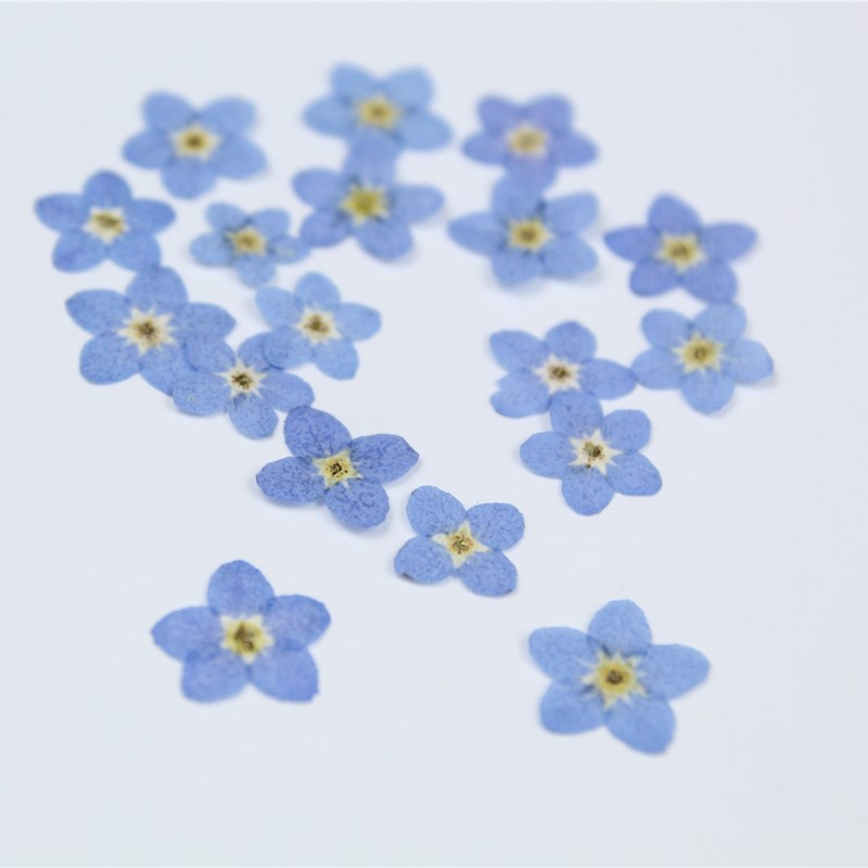 100pcs/0.5-1cm,Pressed mini fo - огляд і ціна Art Craft 2 Year Olds
