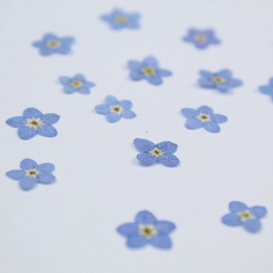 100pcs/0.5-1cm,Pressed mini fo - огляд і ціна Art Craft 2 Year Olds