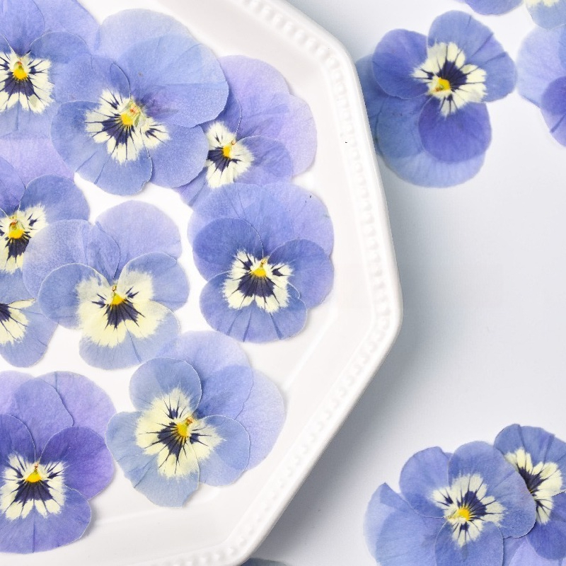 24pcs,Real Light Blue Pansy Pr - огляд і ціна Art Craft 2 Year Olds
