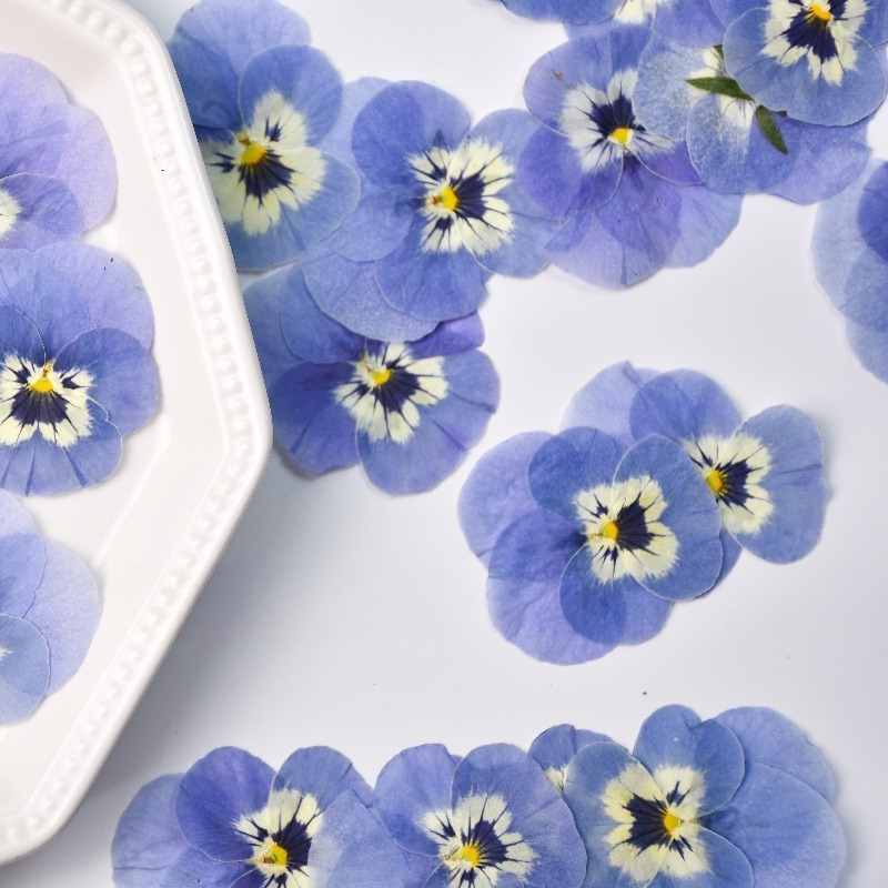 24pcs,Real Light Blue Pansy Pr - огляд і ціна Art Craft 2 Year Olds